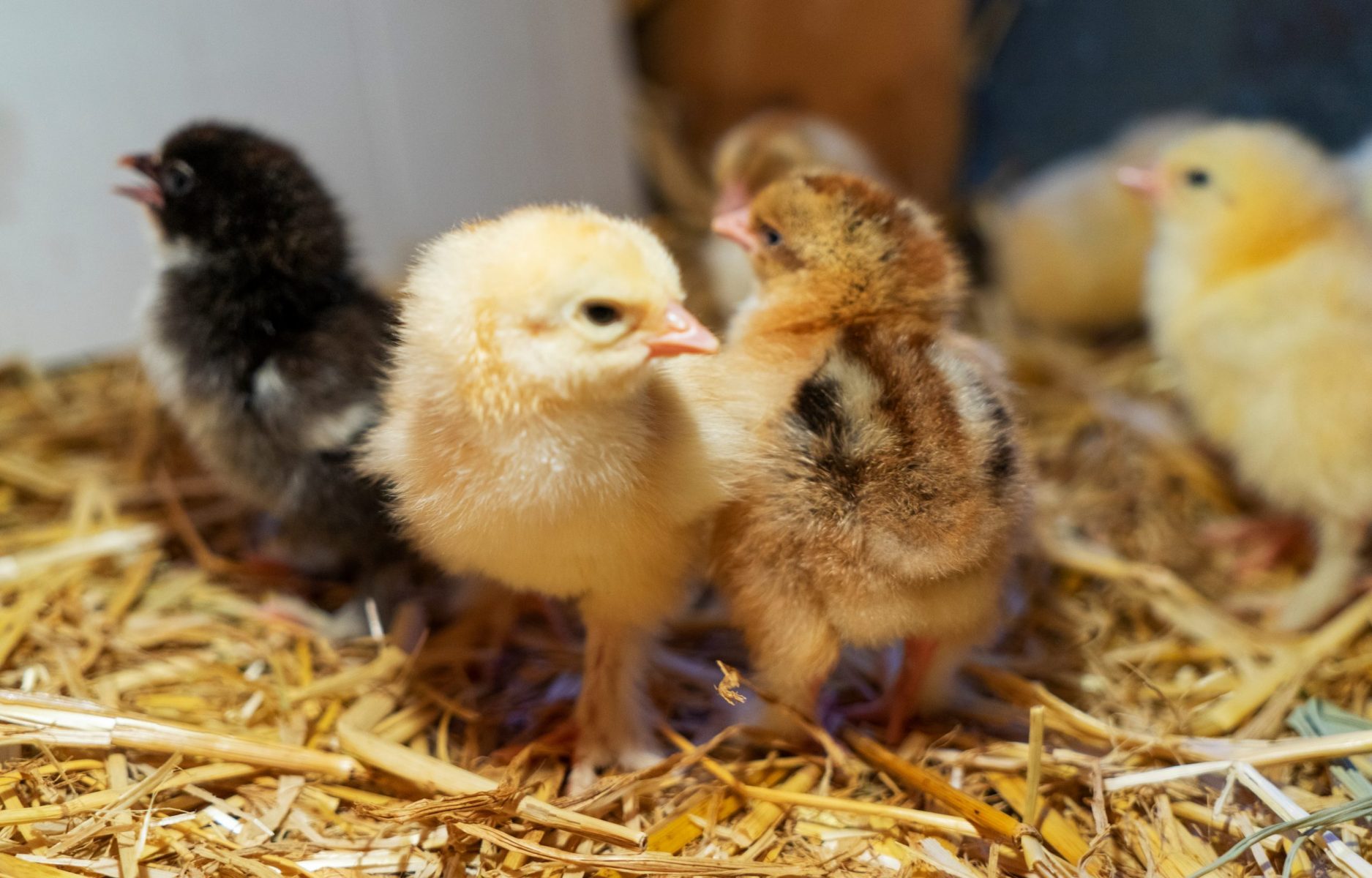 The Growth Journey of Day Old Kuroiler (Giriraj) Chicks